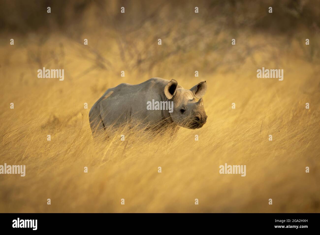 Le veau de rhinocéros noir (Diceros bicornis) se tenant dans un champ d'herbe longue dorée sur la savane dans le parc national d'Etosh; Otavi, Oshikoto, Namibie Banque D'Images