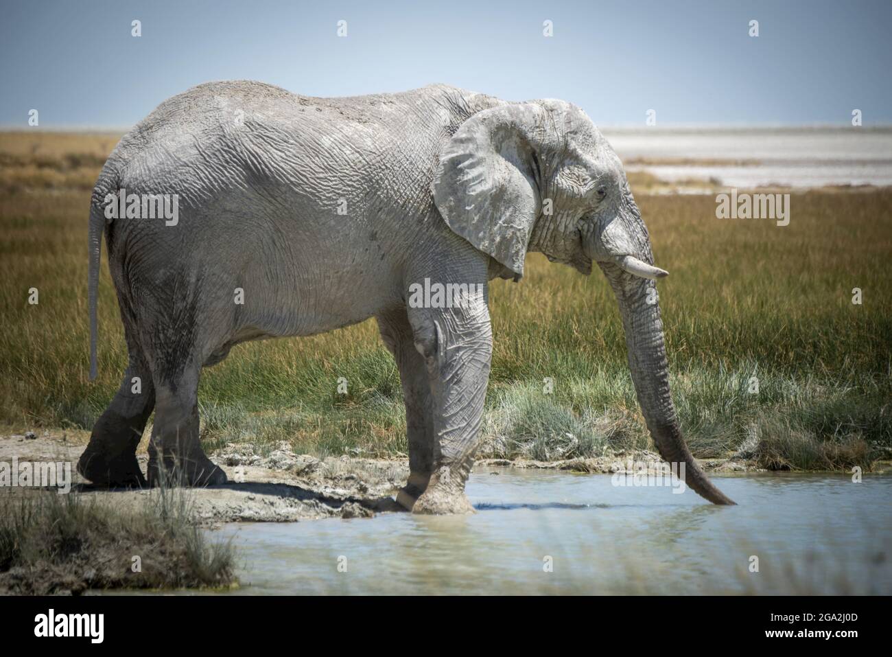 Éléphant de brousse africain (Loxodonta africana) buvant dans un trou d'eau herbacé sur la savane du parc national d'Etosha; Otavi, Oshikoto, Namibie Banque D'Images