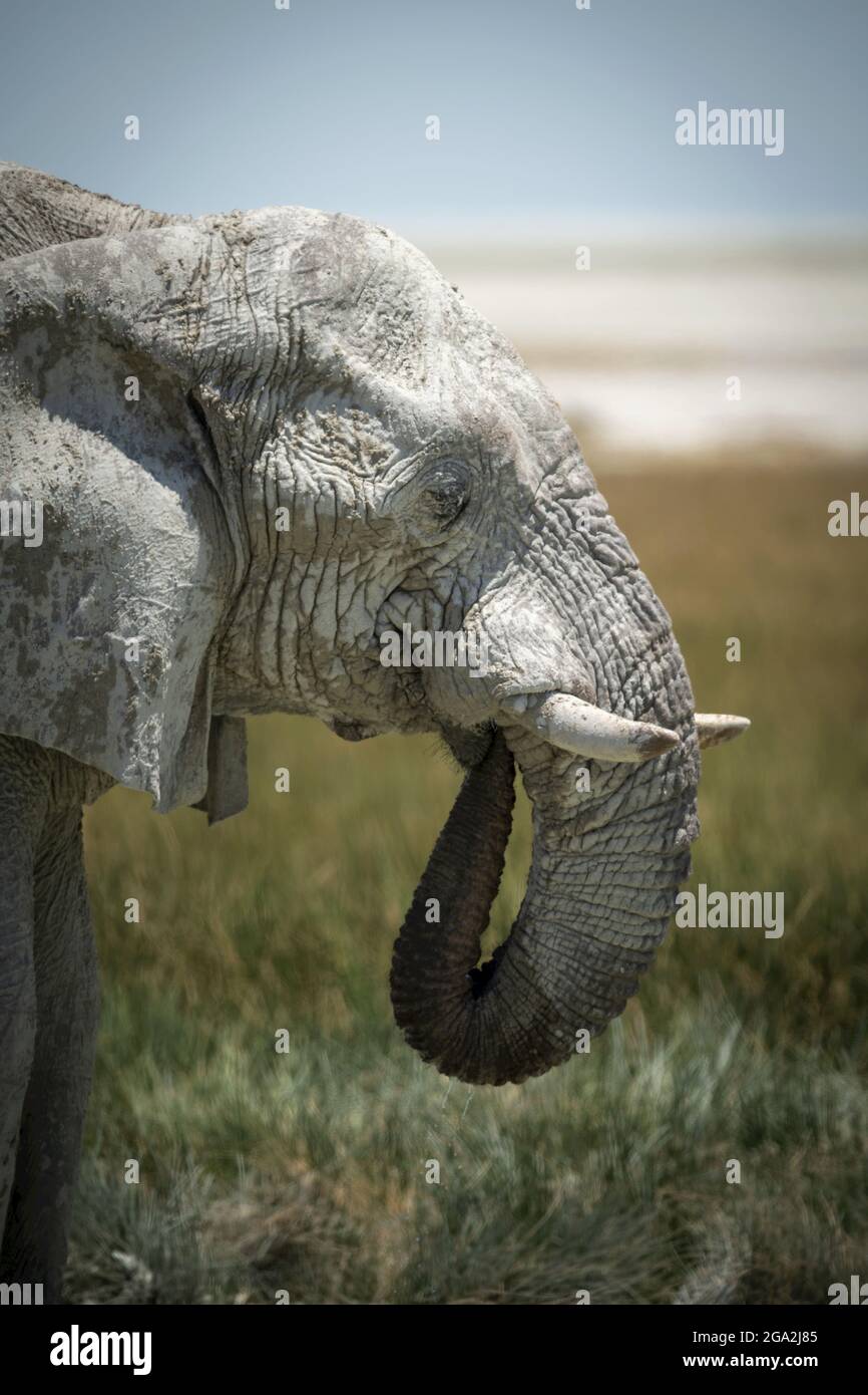 Gros plan d'un éléphant de brousse africain (Loxodonta africana) buvant dans un trou d'eau herbacé avec son tronc courbé dans sa bouche sur la savane d'Eto... Banque D'Images