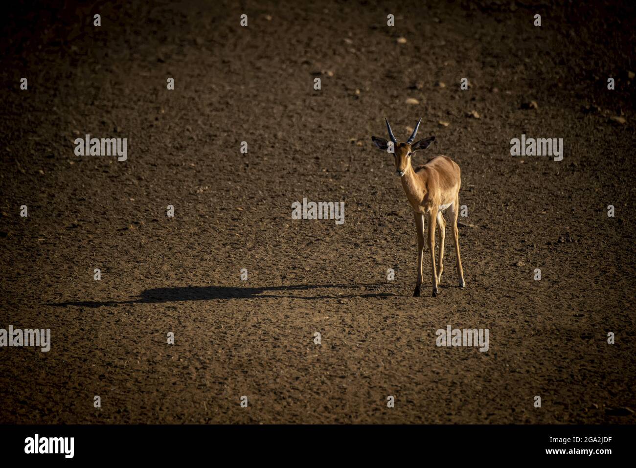 Portrait d'un impala commun (Aepyceros melampus) ensoleillé, debout sur la plaine jetant une longue ombre au Gabus Game Ranch et regardant... Banque D'Images