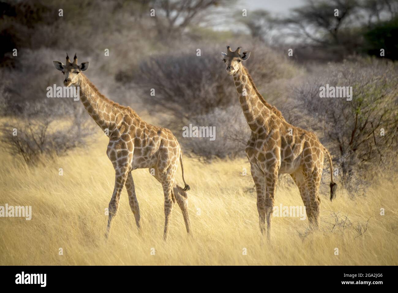Portrait de deux girafes du sud (Giraffa camelopardalis angolensis) regardant l'appareil photo et debout dans la longue herbe dorée sur la savane à... Banque D'Images