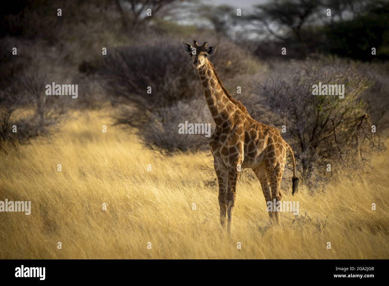 Portrait de la girafe du sud (Giraffa camelopardalis angolensis) regardant l'appareil photo et debout dans la longue herbe dorée sur la savane au soleil... Banque D'Images