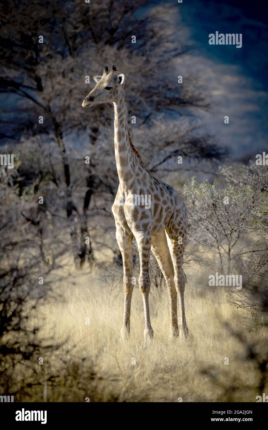 Portrait de girafe du sud (Giraffa camelopardalis angolensis) debout dans la longue herbe dorée dans un défrichement dans les bois de la savane à... Banque D'Images