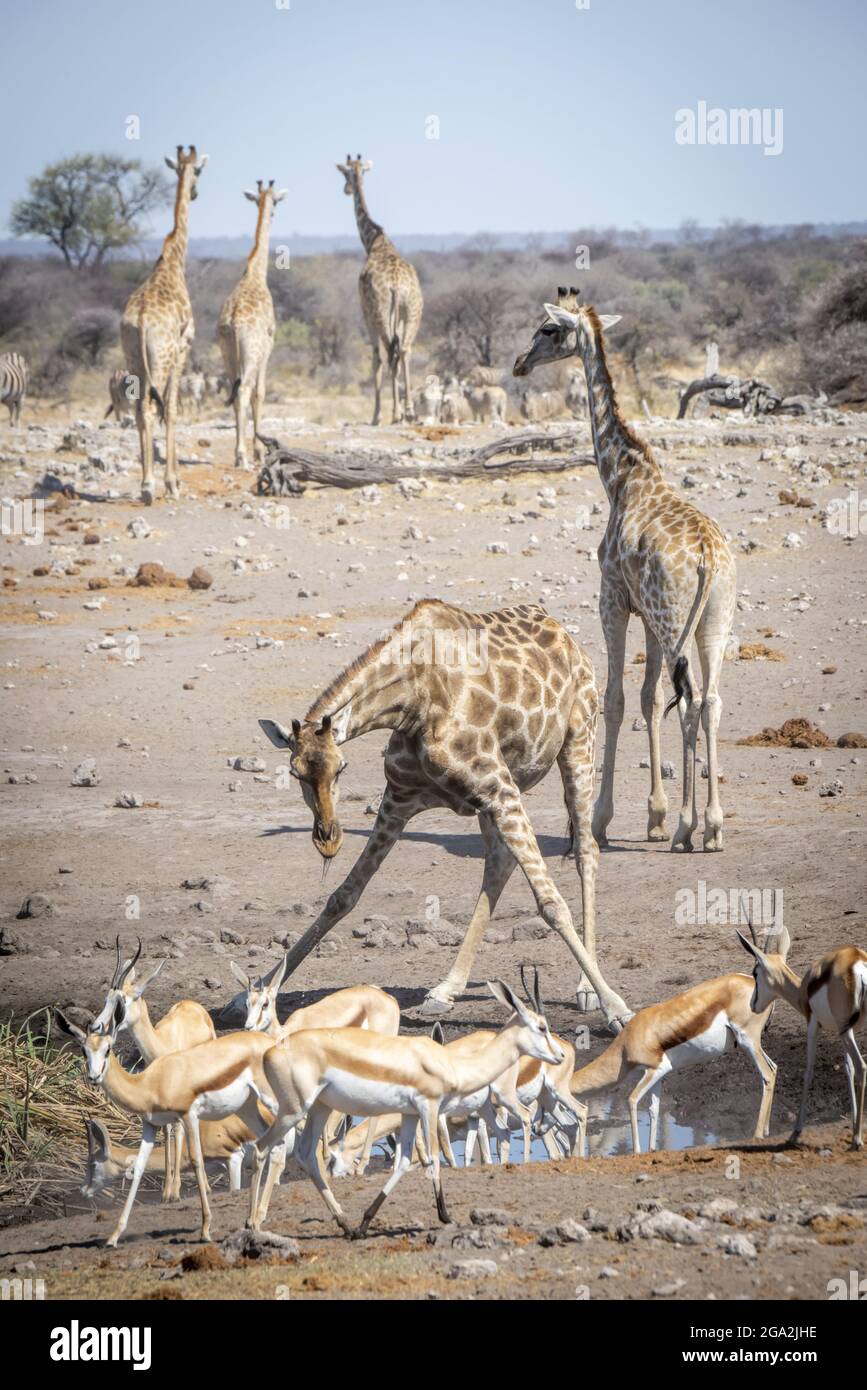 Girafe du sud (Giraffa camelopalardalis angolensis) se pencher avec les jambes écartées pour boire d'un trou d'eau à côté d'un groupe de... Banque D'Images