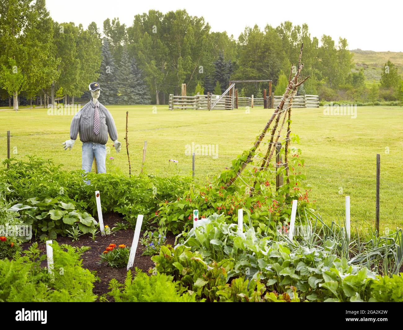 Gros plan d'une arnaque vêtue d'une chemise, d'une cravate et d'une casquette de baseball protégeant un potager clos dans un grand champ avec un enclos à l'arrière... Banque D'Images