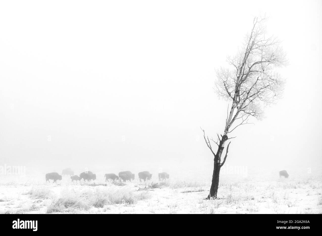 Troupeau de bisons américains (Bison bison) dans un champ de brouillard en hiver dans le parc national Elk Island; Alberta, Canada Banque D'Images