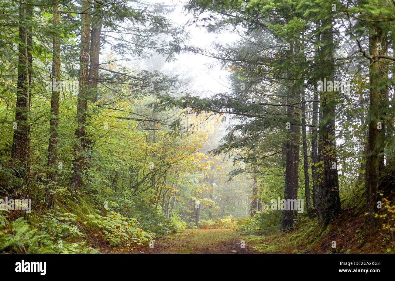 Matin brumeux le long d'un sentier en automne le long du fleuve Fraser; Hope, Colombie-Britannique, Canada Banque D'Images