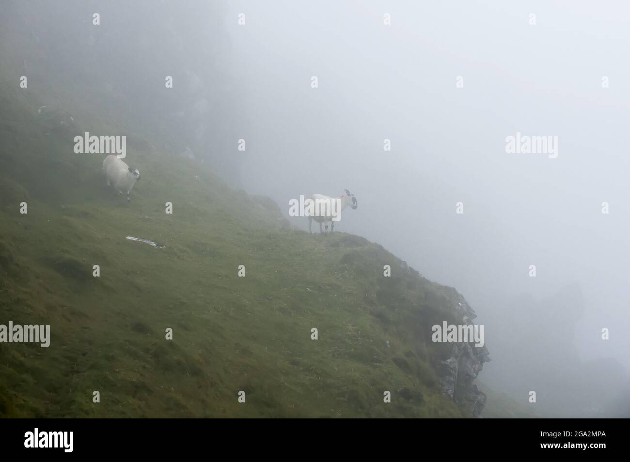 Deux moutons de montagne (Ovis aries) en regardant du bord, naviguer dans les falaises couvertes de nuages lors d'une journée grise, brumeuse sur la Slieve League le long de la... Banque D'Images