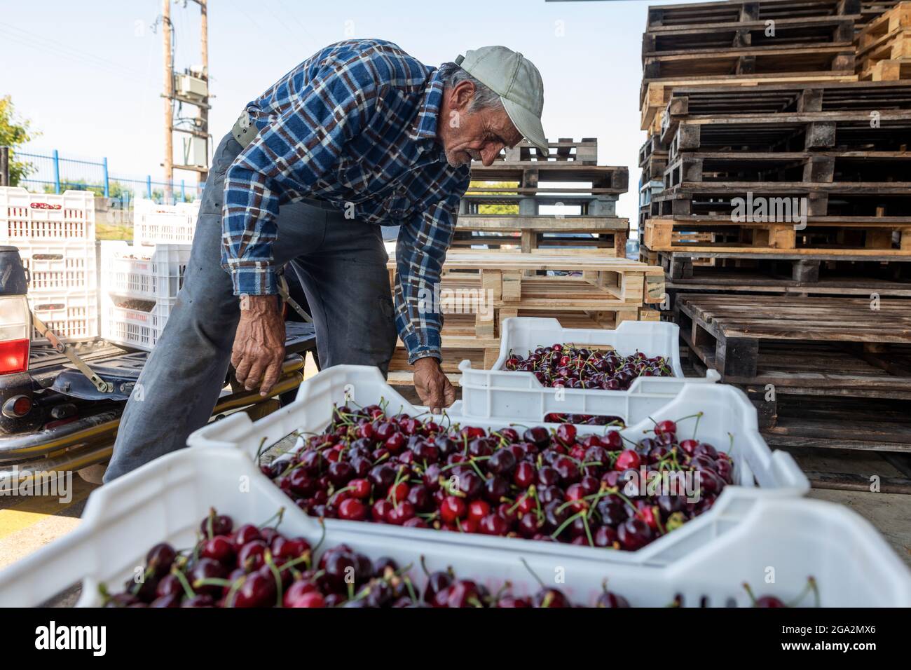 Katerini, Grèce - 4 juin 2021 : un agriculteur transporte des cerises rouges à la coopérative agricole de Katerini. Fruits frais biologiques. Récolte d'été. Banque D'Images