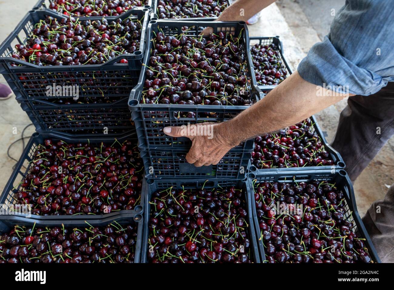 Katerini, Grèce - 4 juin 2021 : un agriculteur transporte des cerises rouges à la coopérative agricole de Katerini. Fruits frais biologiques. Récolte d'été. Banque D'Images