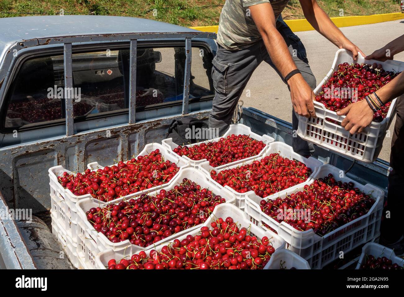 Katerini, Grèce - 4 juin 2021 : un agriculteur transporte des cerises rouges à la coopérative agricole de Katerini. Fruits frais biologiques. Récolte d'été. Banque D'Images