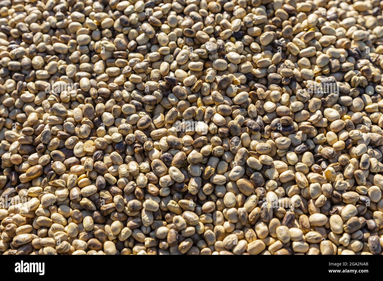 Un gros plan des haricots de Fava (Faba sativa Moench) ensoleillés dans un camion à céréales après une récolte d'automne ; Namao, Alberta, Canada Banque D'Images