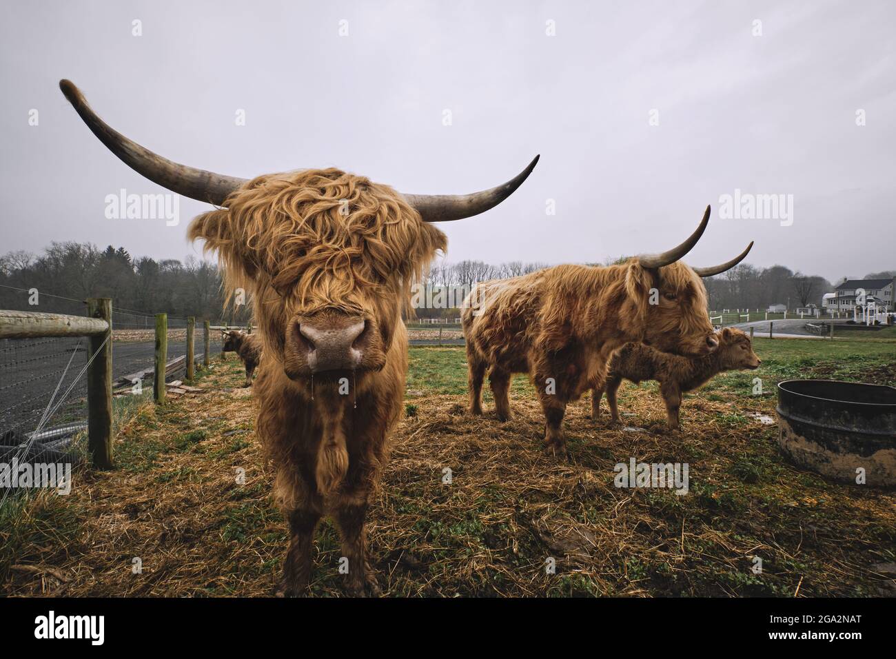 Gros plan de Highland Cattle (Bos taurus) debout dans une ferme en regardant la caméra; Lititz, Pennsylvanie, États-Unis d'Amérique Banque D'Images