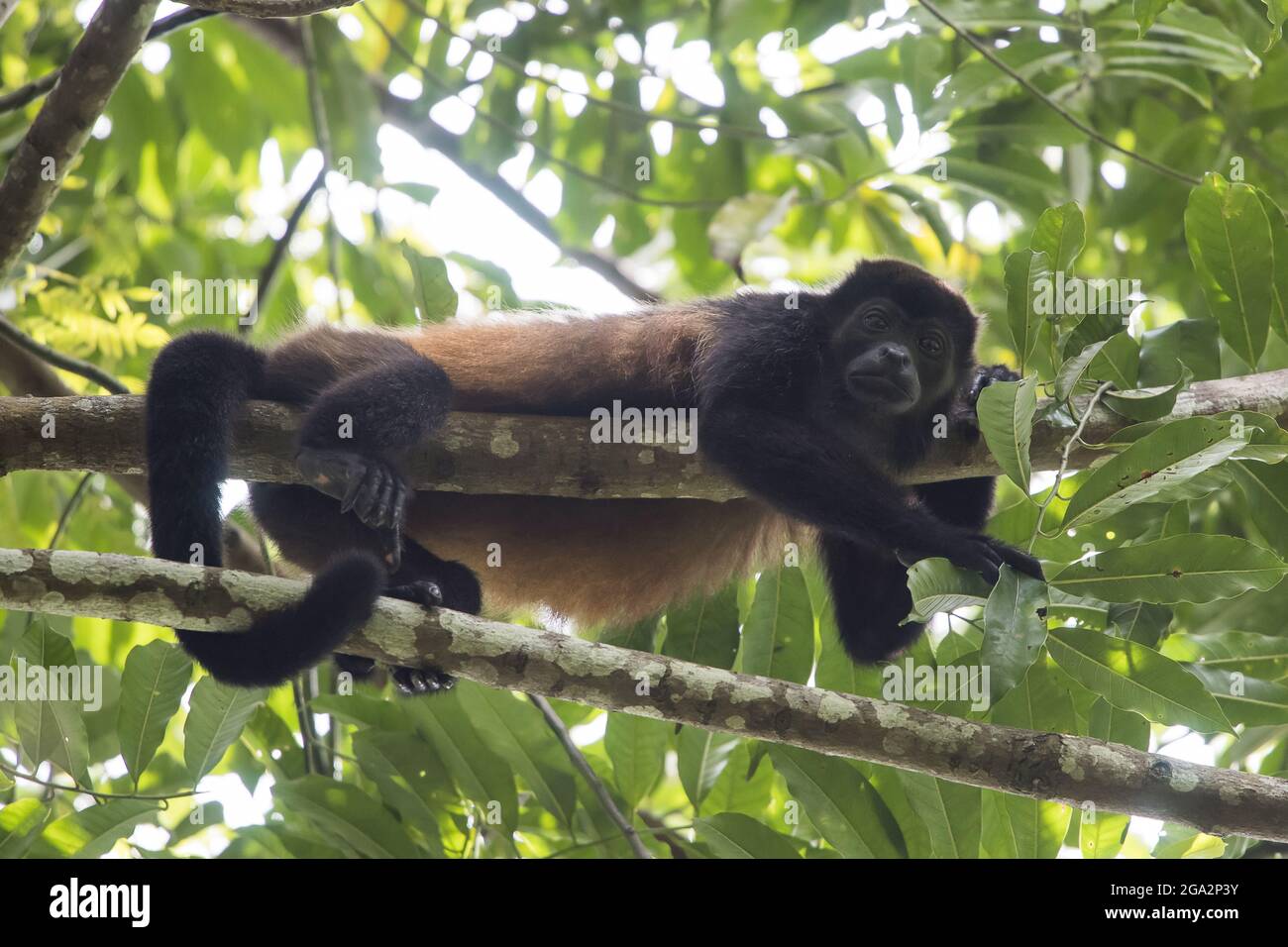 Un singe hurleur (Alouatta palliata) est posé sur une branche d'arbre dans une forêt tropicale de la péninsule d'Osa, regardant la caméra; Puntarenas, Costa Rica Banque D'Images