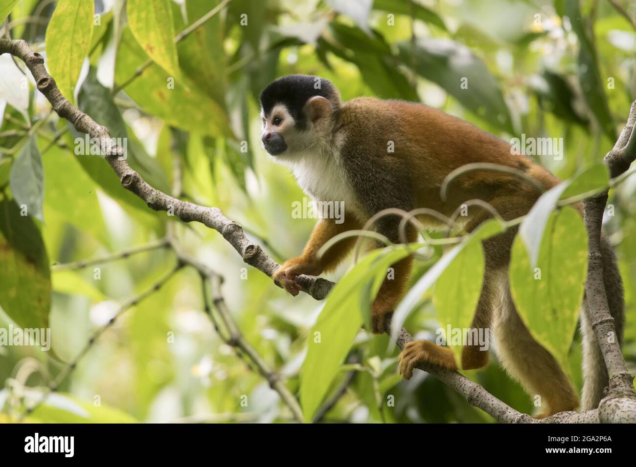 Portrait d'un singe écureuil (Saimiri) grimpant à travers le couvert forestier de la forêt tropicale; Puntarenas, Costa Rica Banque D'Images