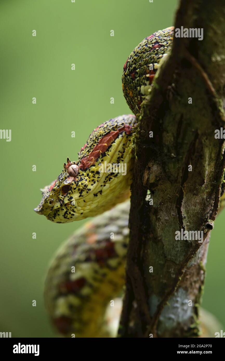 Un vipère de fosse d'Eyelash (Bothriechlegelii) se clins à un arbre dans la forêt tropicale, Parc national de Corcovado; Costa Rica Banque D'Images