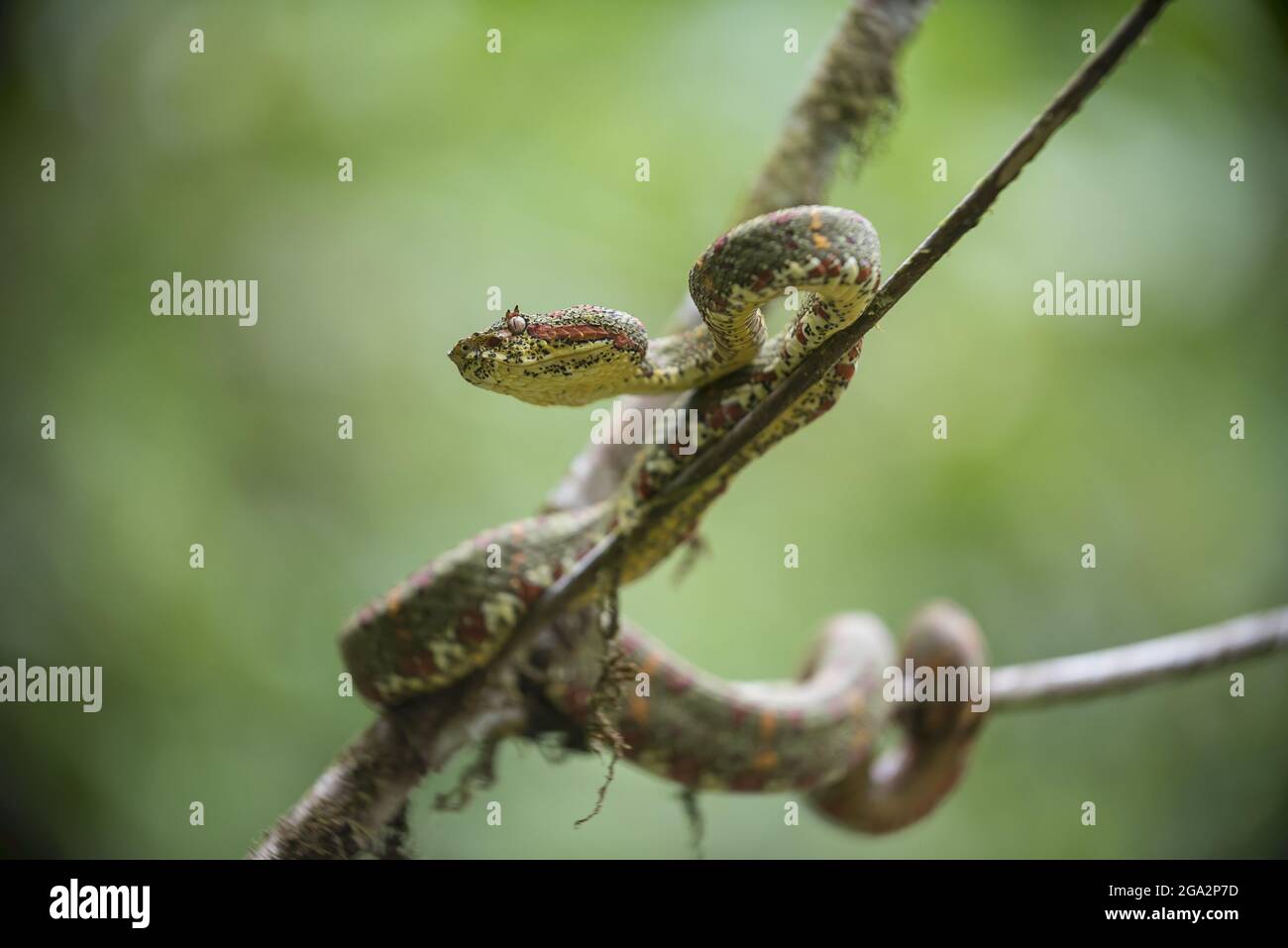 Un vipère de fosse d'Eyelash (Bothriechlegelii) se clins à un arbre dans la forêt tropicale, Parc national de Corcovado; Costa Rica Banque D'Images