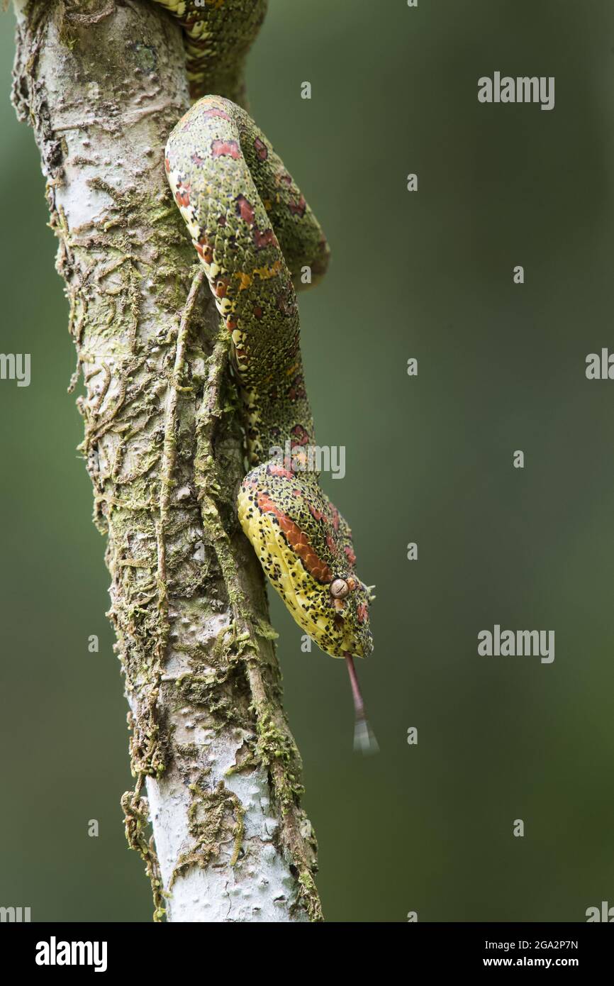 Un vipère de fosse d'Eyelash (Bothriechlegelii) se clins à un arbre dans la forêt tropicale, Parc national de Corcovado; Costa Rica Banque D'Images