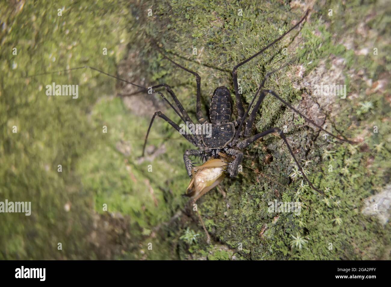Le scorpion de whip sans queue (Amblypygi) attrape un insecte; Puntarenas, Costa Rica Banque D'Images
