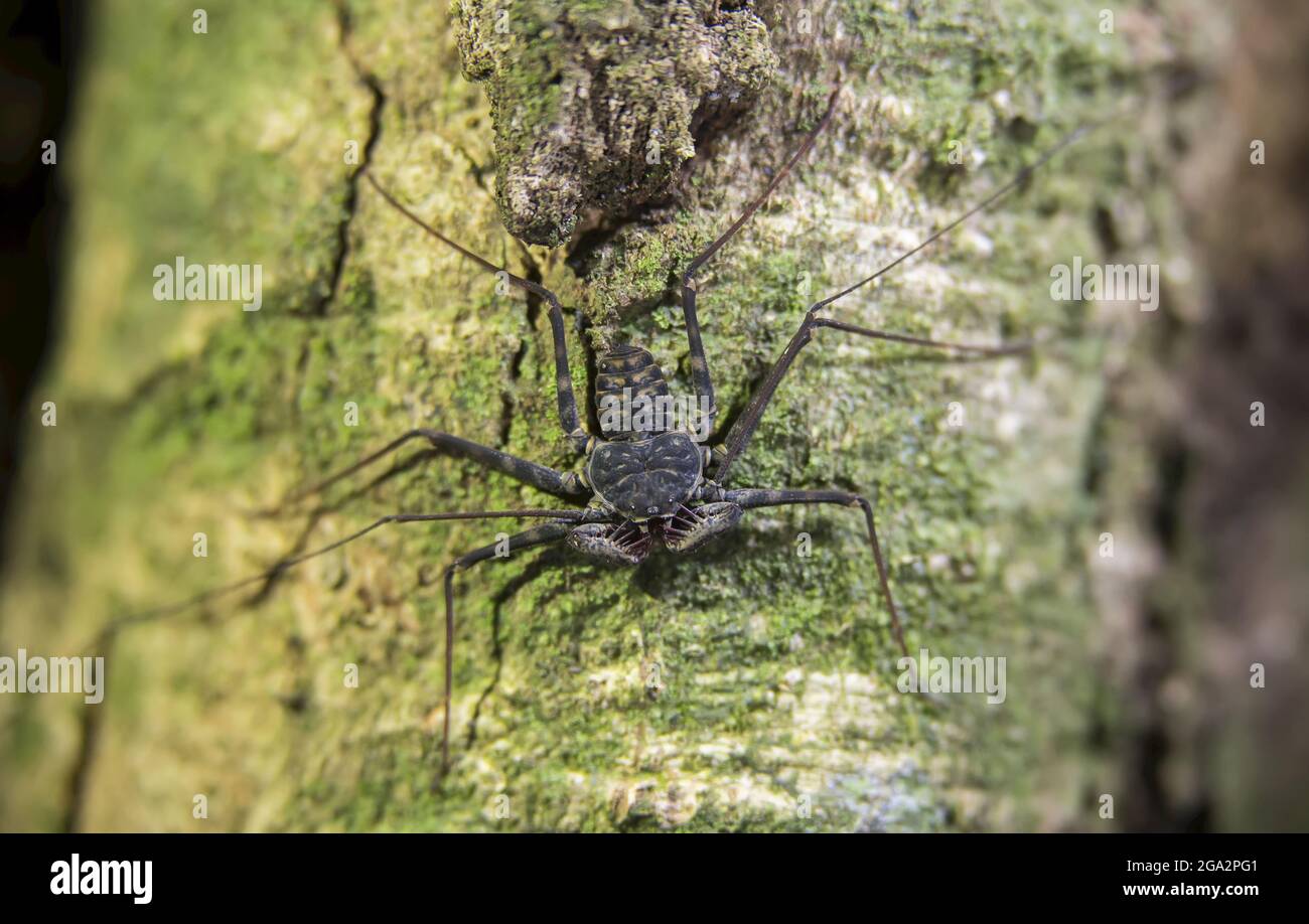 Le scorpion de whip sans queue (Amblypygi) chasse les proies la nuit; Puntarenas, Costa Rica Banque D'Images