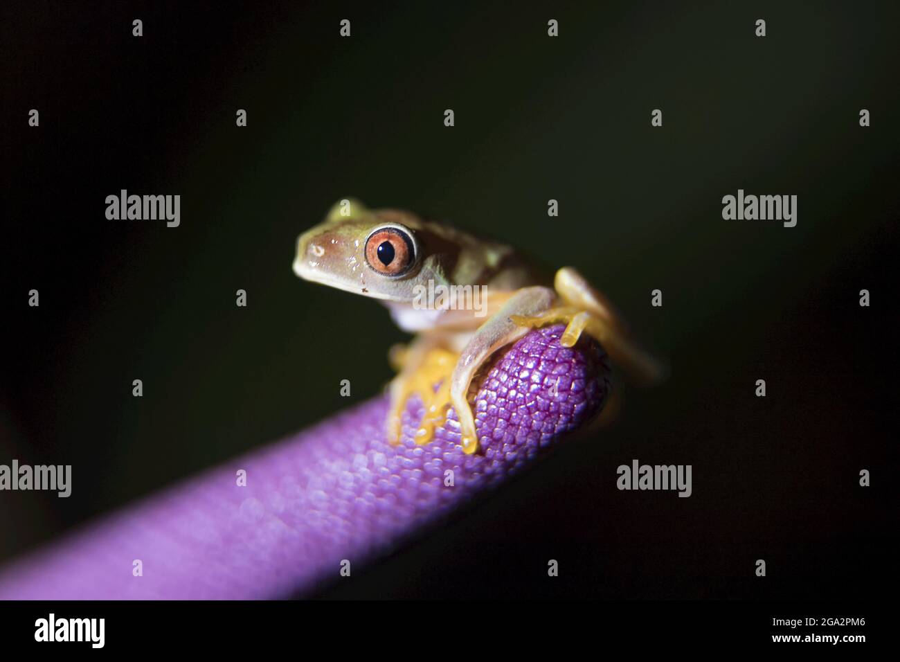 Une grenouille à yeux rouges ou une grenouille de ruisseau du Costa Rica (Duellmanohyla uranochroma) repose sur la tige pourpre d'une fleur d'Anthurium; Costa Rica Banque D'Images