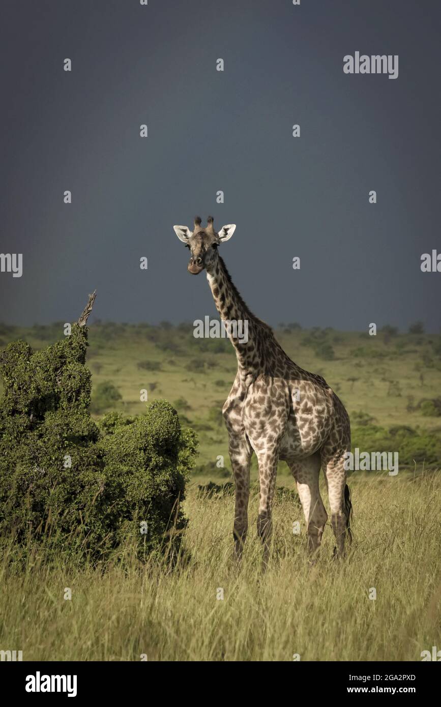 Une girafe Masai (Giraffa tippelskirchi) debout près des buissons de la savane en regardant la caméra sous un ciel gris avec un arc-en-ciel Banque D'Images