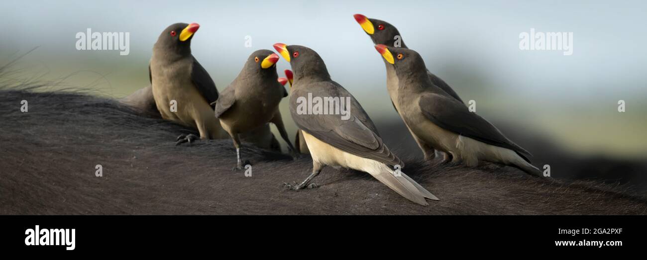 Vue en gros d'un groupe d'oxpékers à bec jaune (Buphagidae africanus) perchés à l'arrière d'un buffle du cap (Syncerus caffer caffer) Banque D'Images