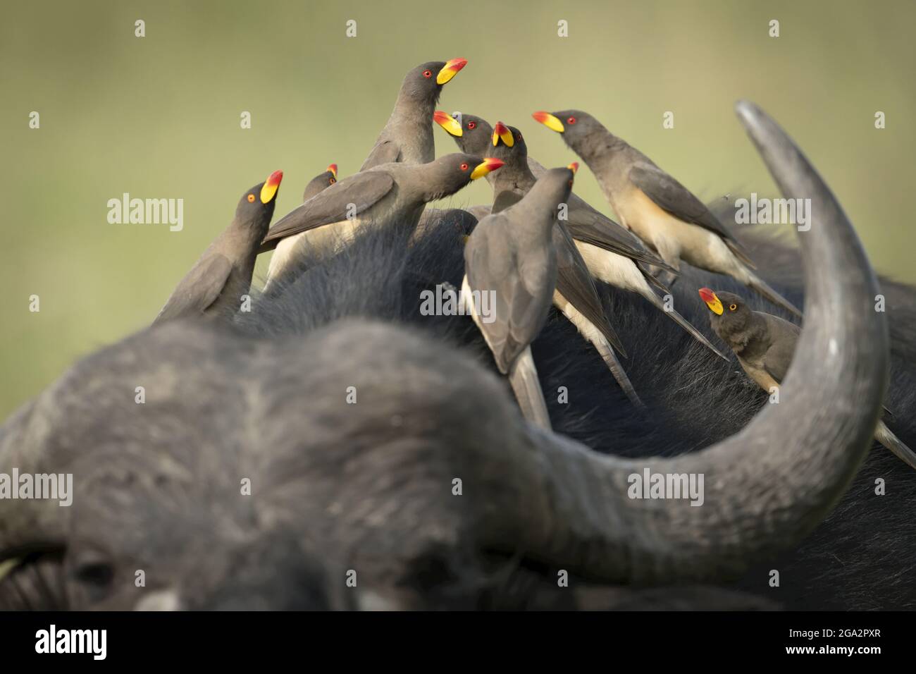 Gros plan d'un groupe d'oxpékers à bec jaune (Buphagidae africanus) perchés à l'arrière d'un buffle du cap (Syncerus caffer caffer) Banque D'Images
