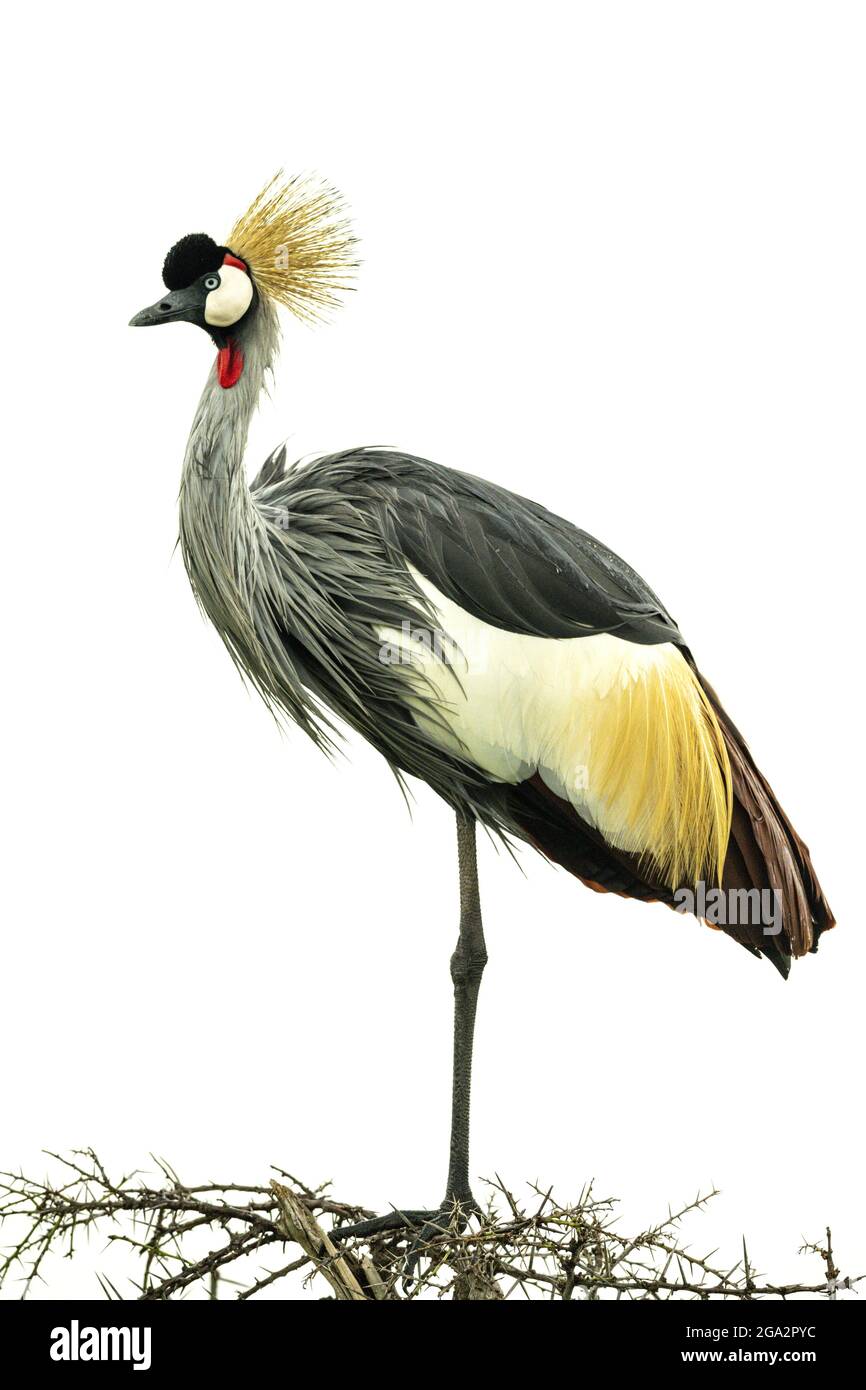 Portrait d'une grue à couronne grise (Balearia regulorum) debout sur un arbuste en profil; Narok, Masai Mara, Kenya Banque D'Images