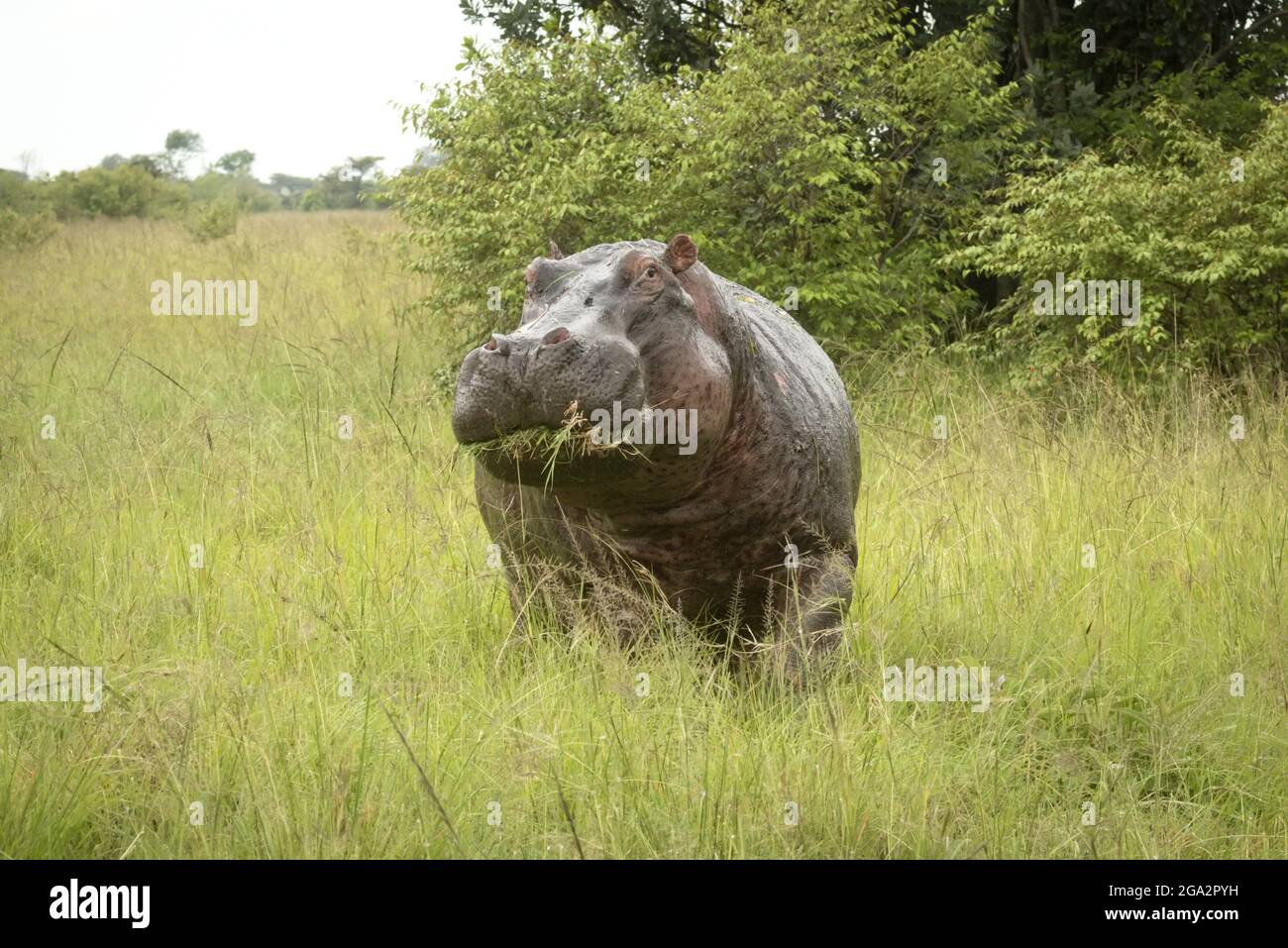 Portrait d'un hippopotame (Hippopotamus amphibius) debout dans un champ sur la savane par des buissons mangeant une bouche d'herbe et en train d'œil l'appareil photo Banque D'Images