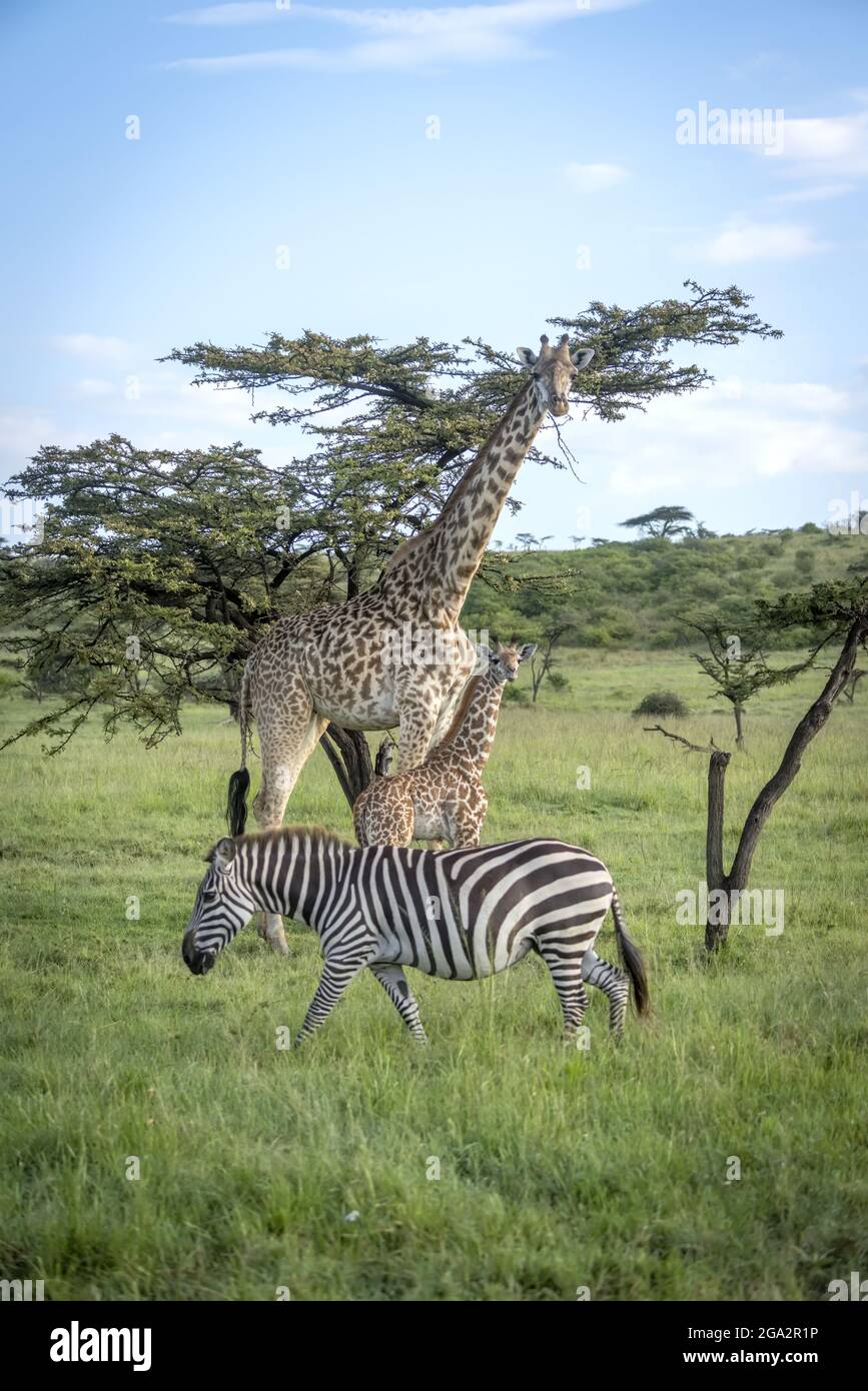 Masai girafe et bébé (Giraffa tippelskirchi) près de zébra (Equus quagga); Narok, Masai Mara, Kenya Banque D'Images