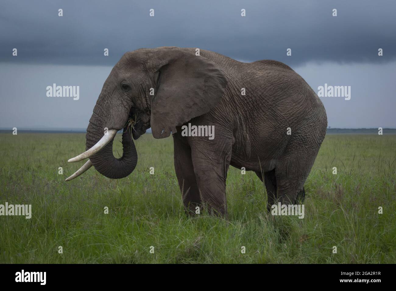 Éléphant de brousse africain (Loxodonta africana) mangeant de l'herbe dans la savane sous les nuages de tempête; Narok, Masai Mara, Kenya Banque D'Images