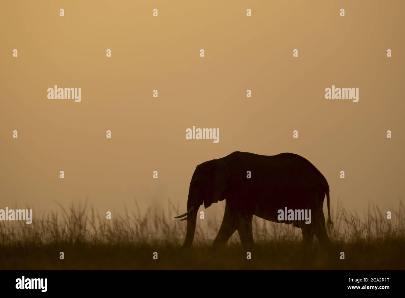 L'éléphant de brousse africain (Loxodonta africana) marche silhouetté contre le coucher du soleil à l'horizon; Narok, Masai Mara, Kenya Banque D'Images