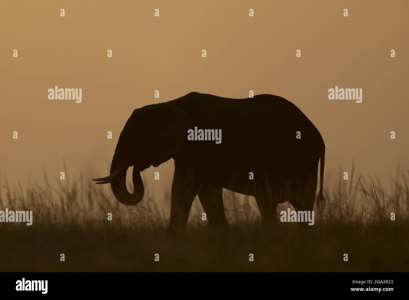 Éléphant de brousse africain (Loxodonta africana) au crépuscule à l'horizon ; Narok, Masai Mara, Kenya Banque D'Images