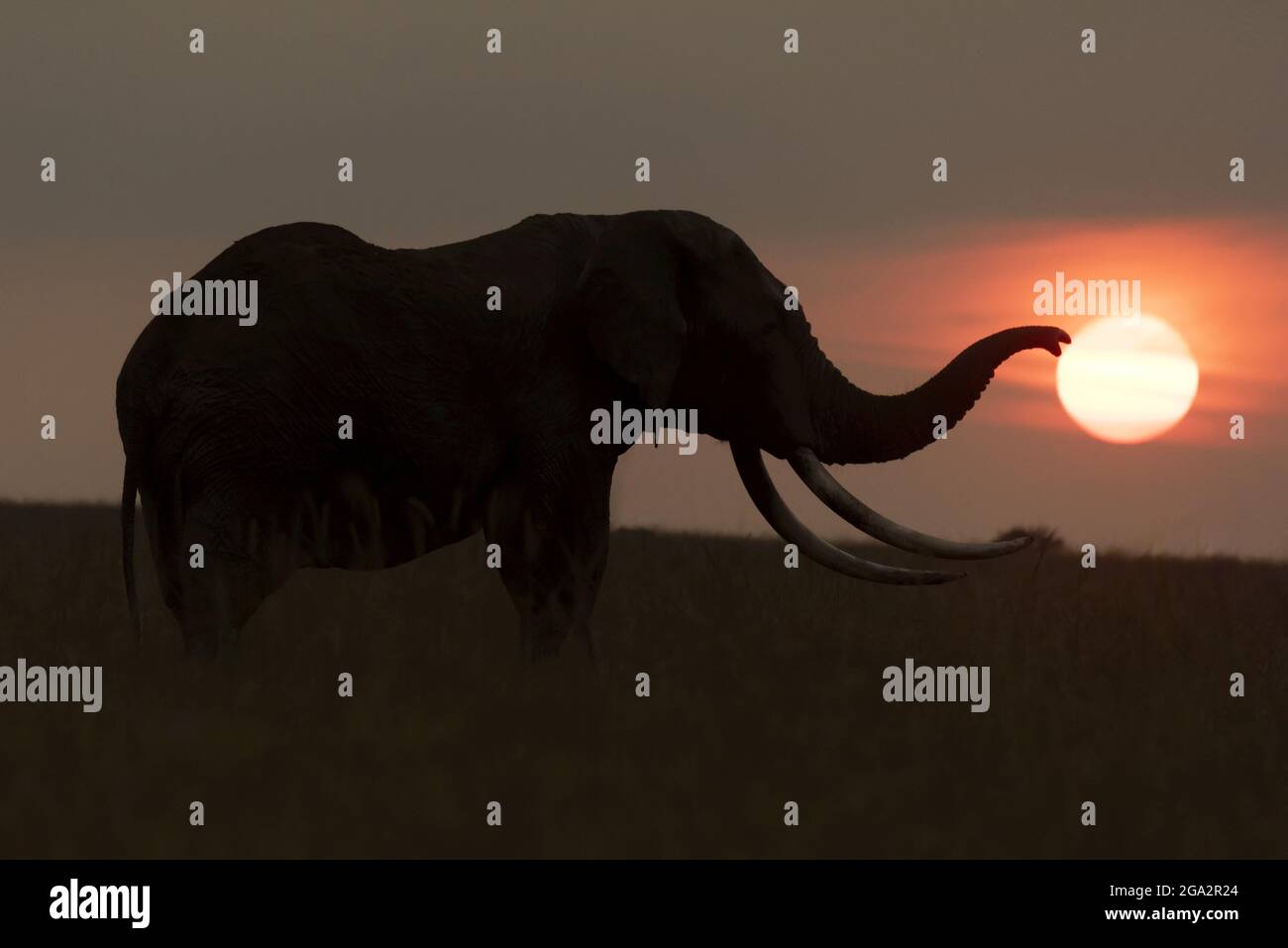 L'éléphant de brousse africain (Loxodonta africana) silhouetté touchant le soleil; Narok, Masai Mara, Kenya Banque D'Images