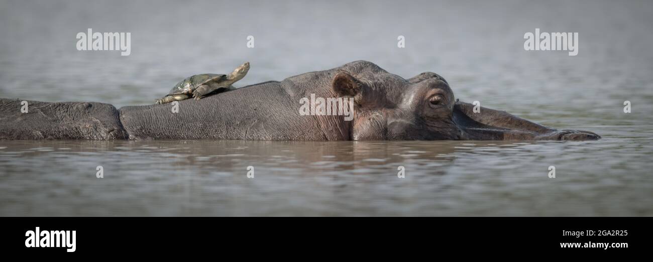 Panorama d'une petite tortue (terrapin) se prélassant au soleil tandis que sur le dos d'un hippopotame (Hippopotamus amphibius) se reposant dans l'eau Banque D'Images