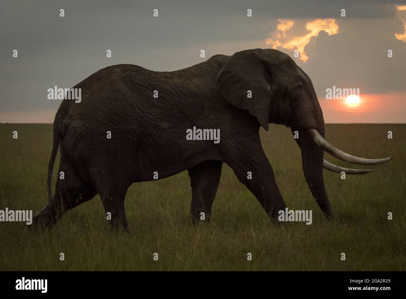 L'éléphant de brousse africain (Loxodonta africana) passe devant le soleil couchant ; Narok, Masai Mara, Kenya Banque D'Images