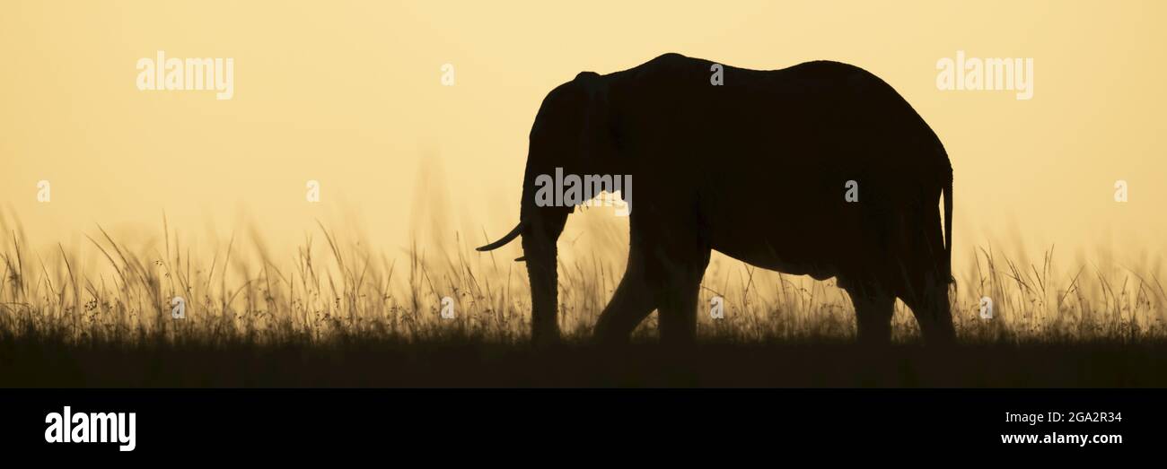Panorama de l'horizon de traversée des éléphants du Bush africain ; Narok, Masai Mara, Kenya Banque D'Images