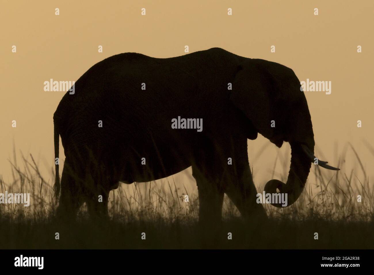 L'éléphant de brousse africain (Loxodonta africana) marche silhouetté le long de l'horizon à l'aube; Narok, Masai Mara, Kenya Banque D'Images