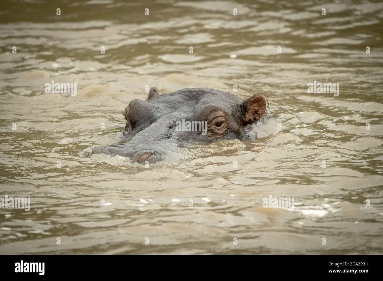 Gros plan de l'hippopotame (Hippopotamus amphibius) en regardant la caméra depuis le trou d'eau ; Narok, Masai Mara, Kenya Banque D'Images