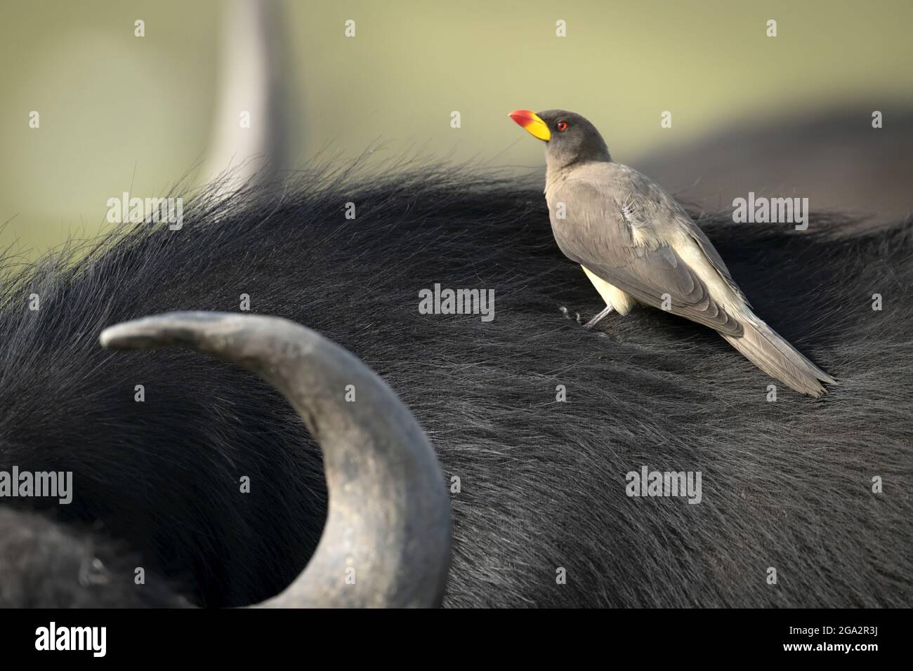 Gros plan d'un boeuche à bec jaune (Buphagidae africanus) perchée à l'arrière d'un buffle du cap (Syncerus caffer caffer); Narok, Masai Mara, Kenya Banque D'Images