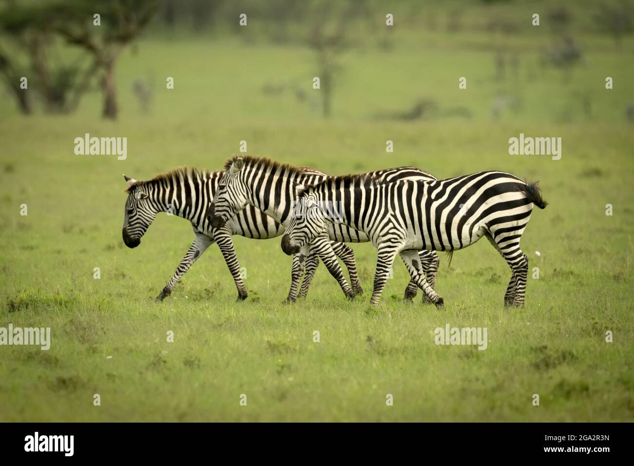 Ligne de trois zèbres de plaines (Equus quagga) traversant les prairies; Narok, Masai Mara, Kenya Banque D'Images