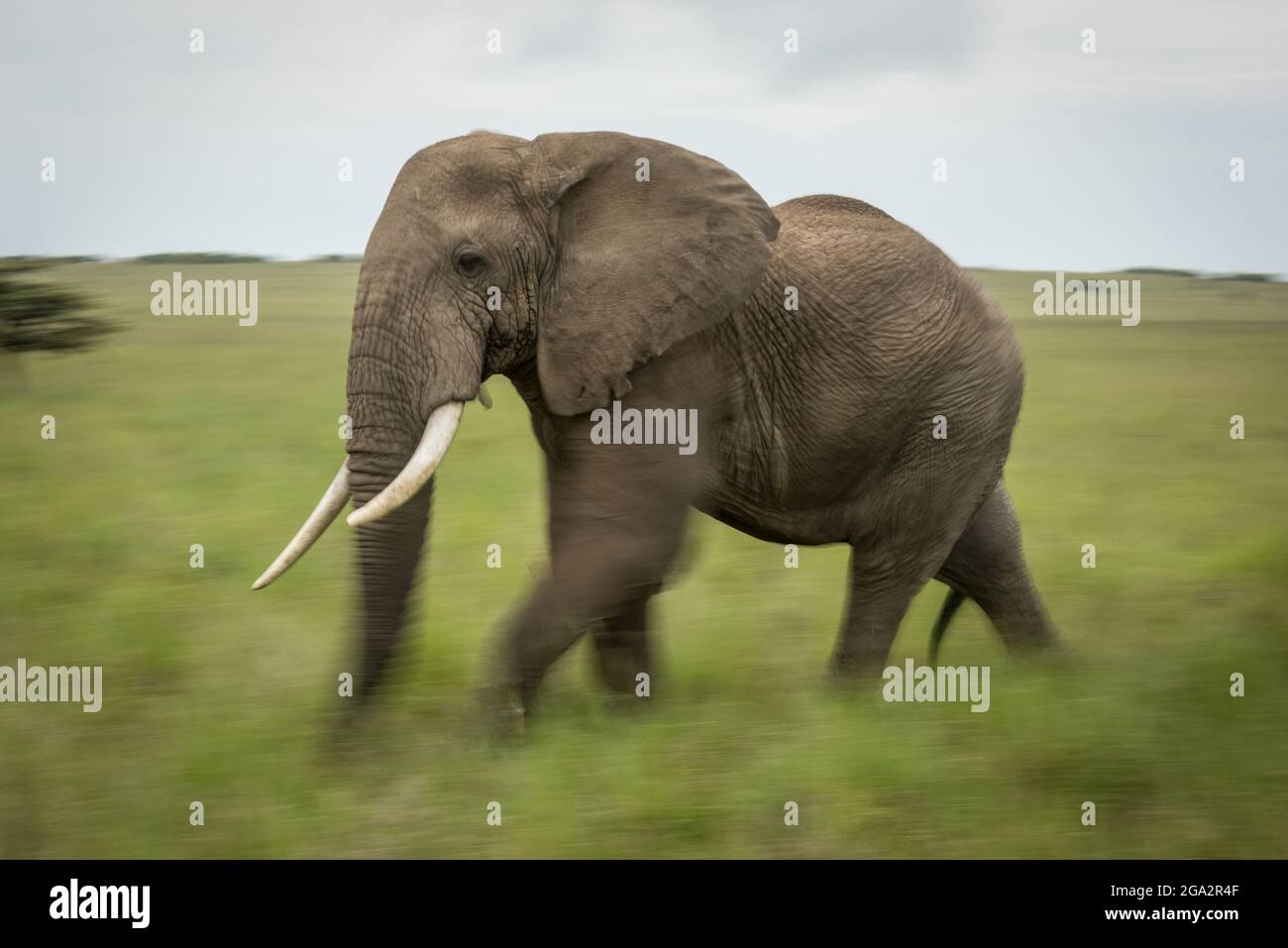 L'éléphant de brousse africain (Loxodonta africana) marche sur la plaine herbeuse ; Narok, Masai Mara, Kenya Banque D'Images
