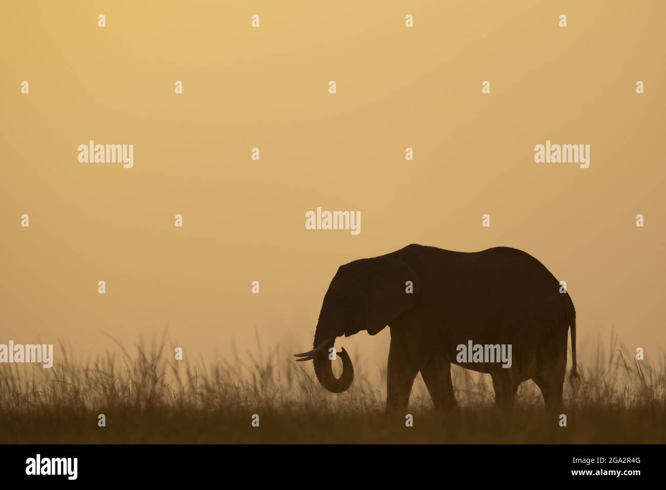 Éléphant de brousse africain (Loxodonta africana) au crépuscule à l'horizon ; Narok, Masai Mara, Kenya Banque D'Images
