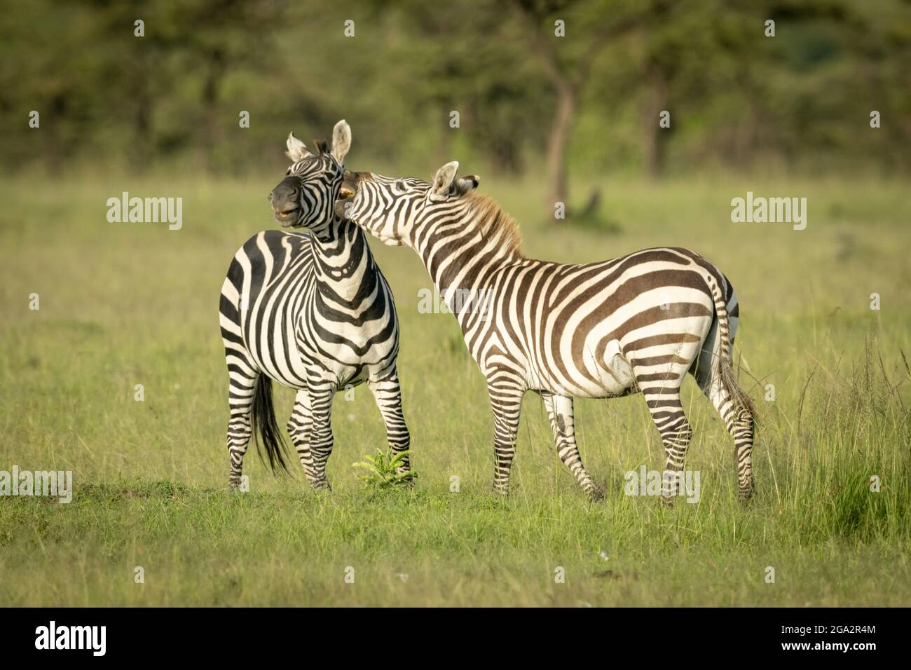 Deux zèbre des plaines (Equus quagga) jouent à la lutte près des arbres; Narok, Masai Mara, Kenya Banque D'Images