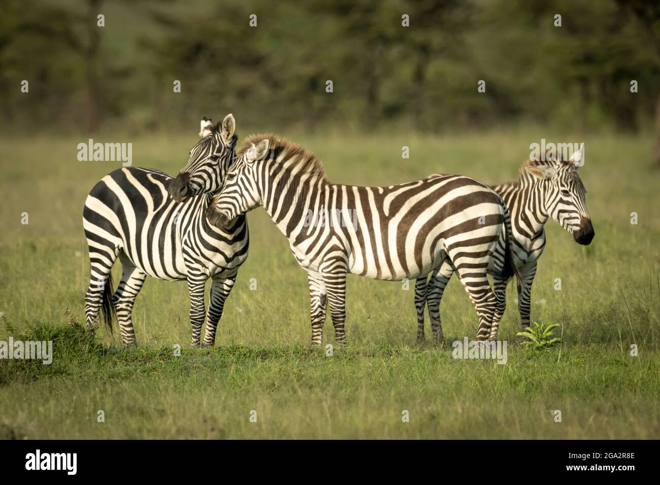 Le zèbre des plaines (Equus quagga) se dresse en nuzzling un autre dans l'herbe; Narok, Masai Mara, Kenya Banque D'Images