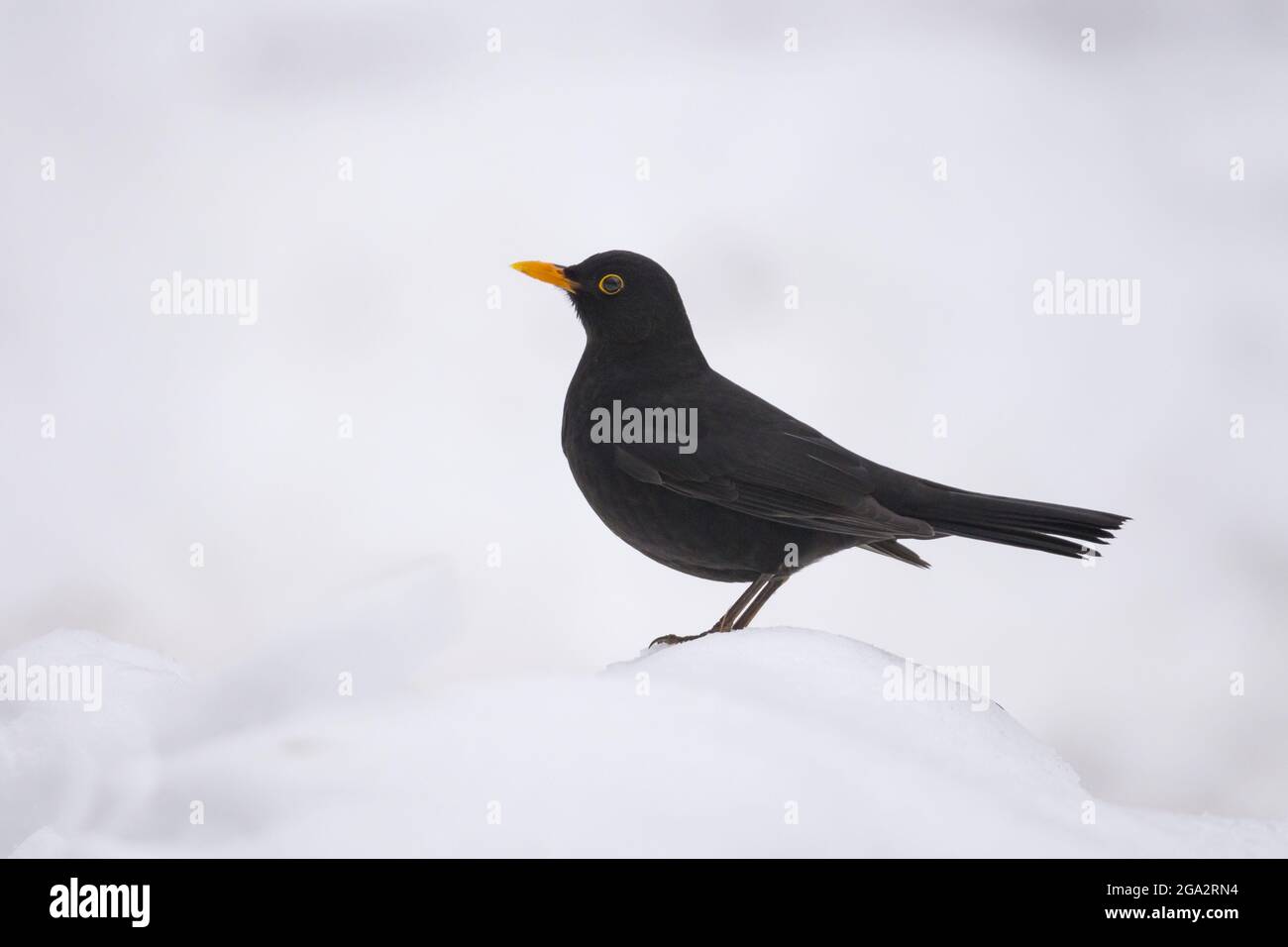 Homme Blackbird (Turdus merula) debout dans la neige; Hesse, Allemagne Banque D'Images