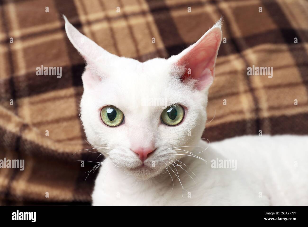 Magnifique Chat Blanc Sur Le Plat Photo Stock Alamy