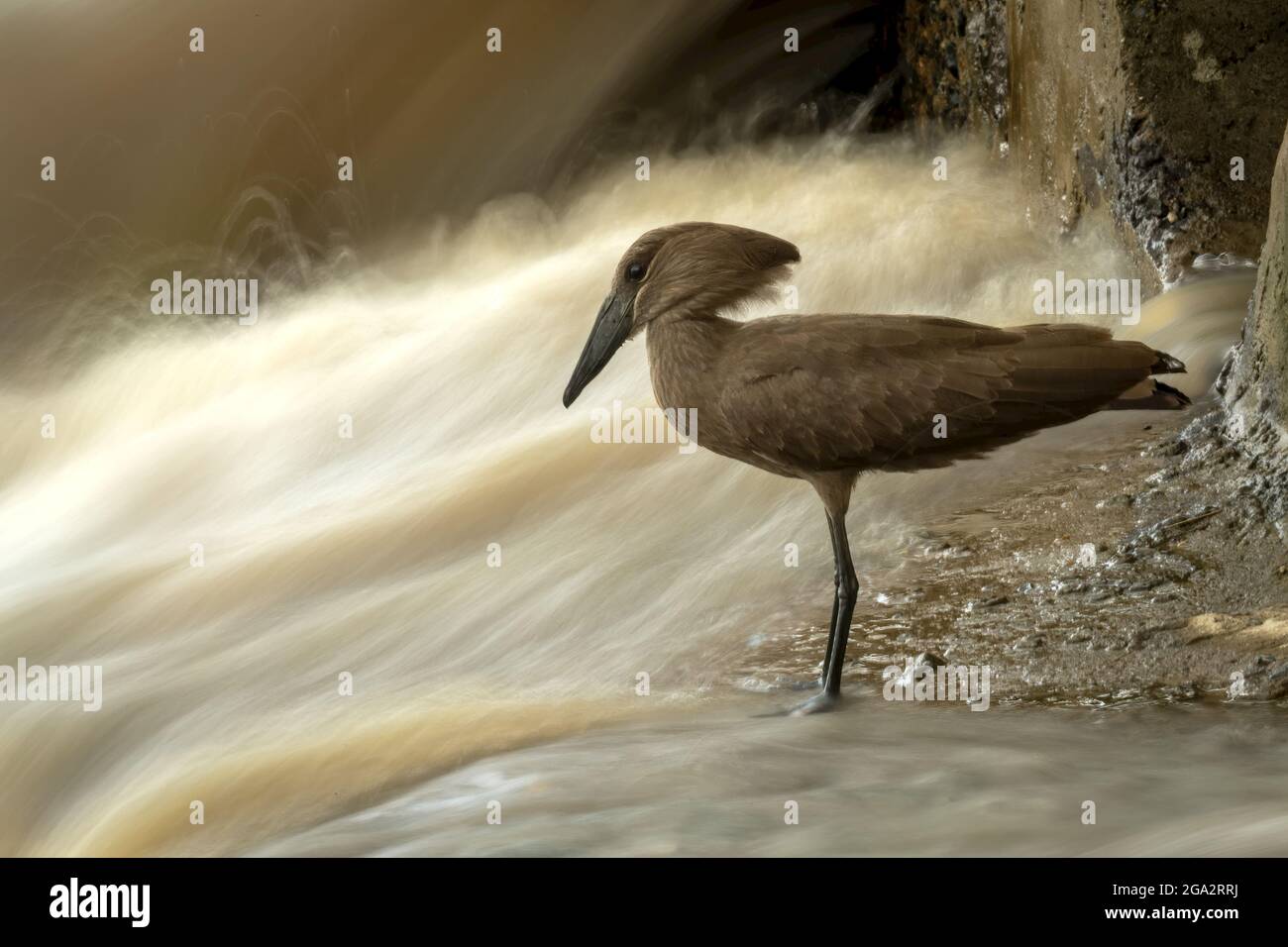 Hamerkop (Scopus umbretta) se dresse au bord d'une eau floue qui se précipite au-delà; Narok, Masai Mara, Kenya Banque D'Images