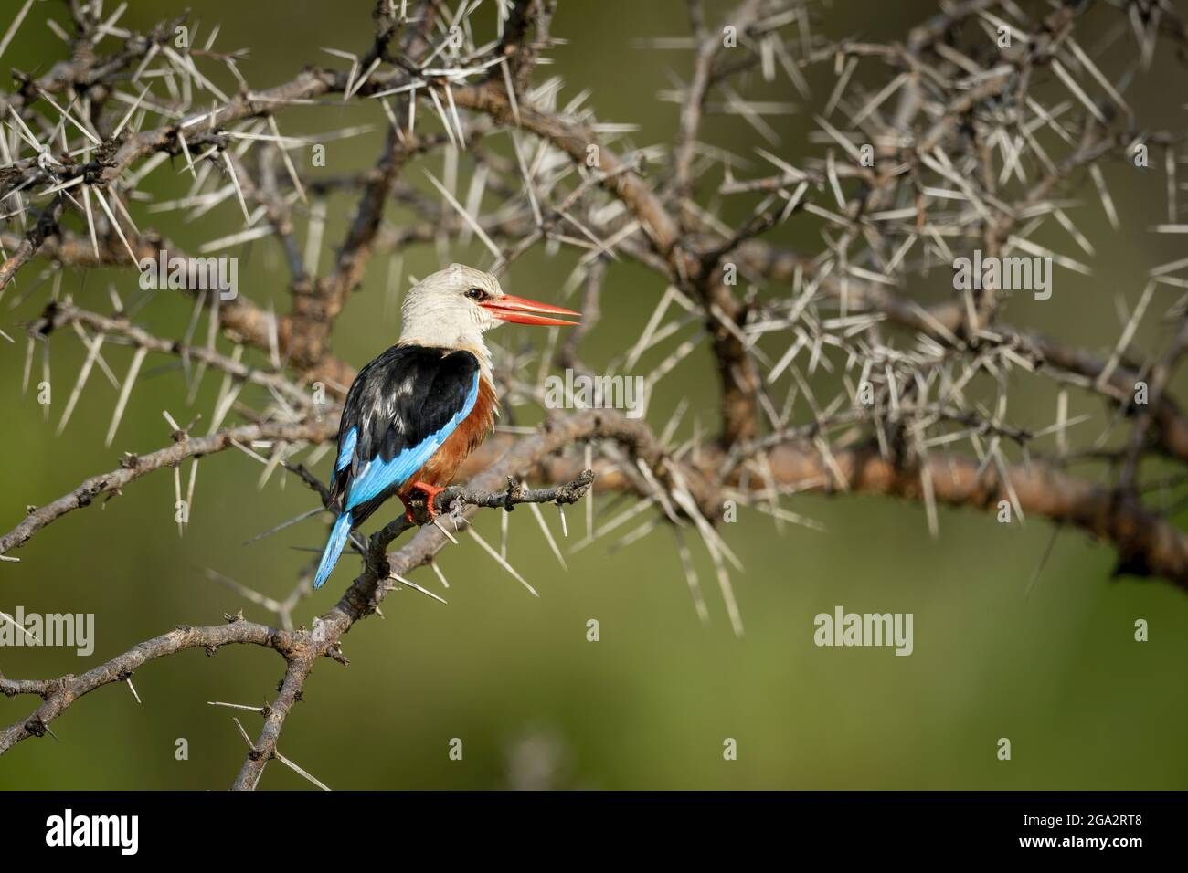 kingfisher à tête grise (Halcyon leucocephala) avec bec ouvert vers la droite; Narok, Masai Mara, Kenya Banque D'Images